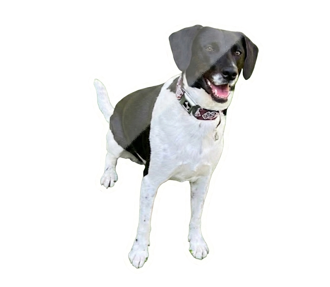 Mimi - Chienne démonstratrice BetterDog
