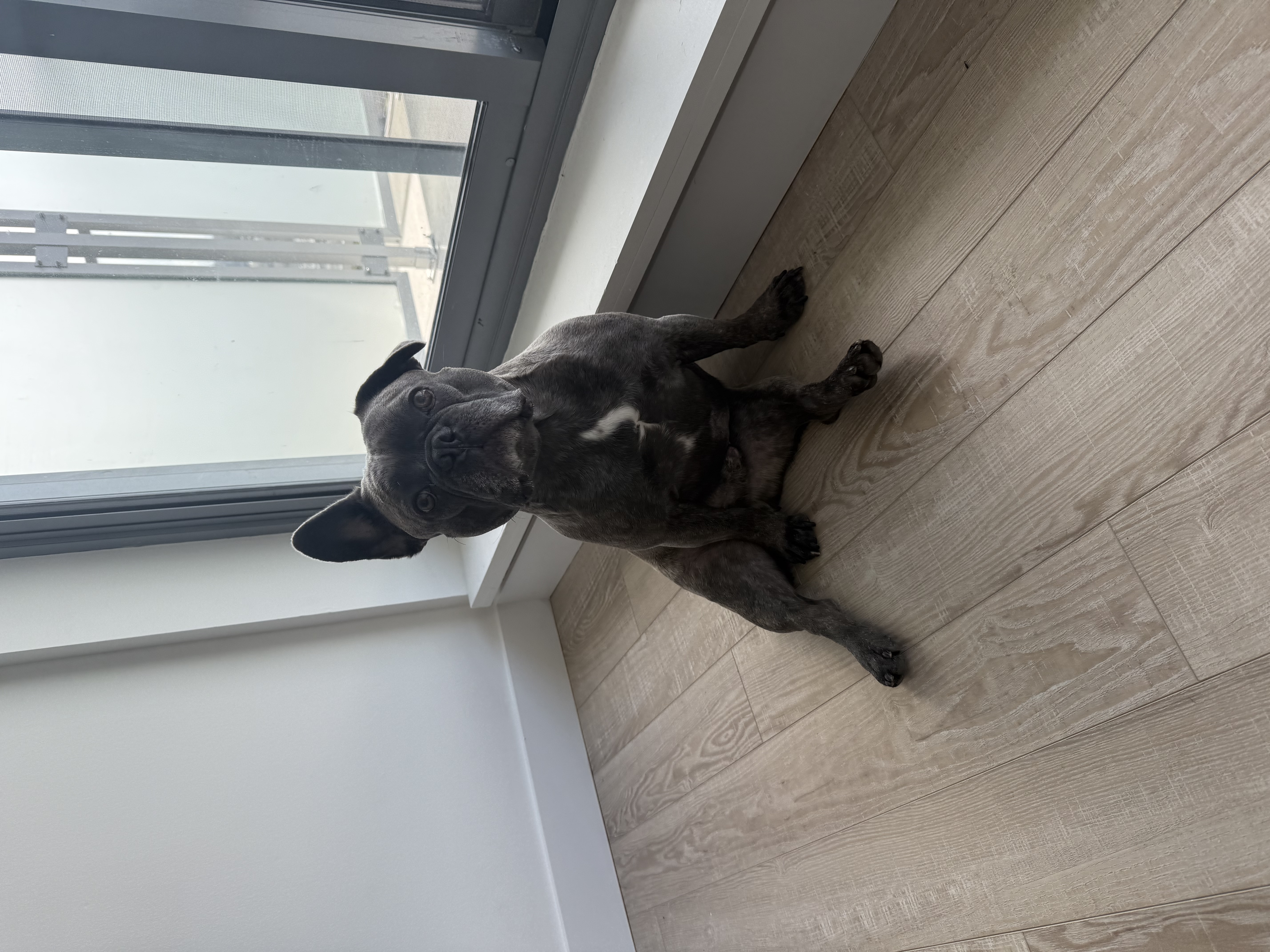 Major French Bulldog puppy