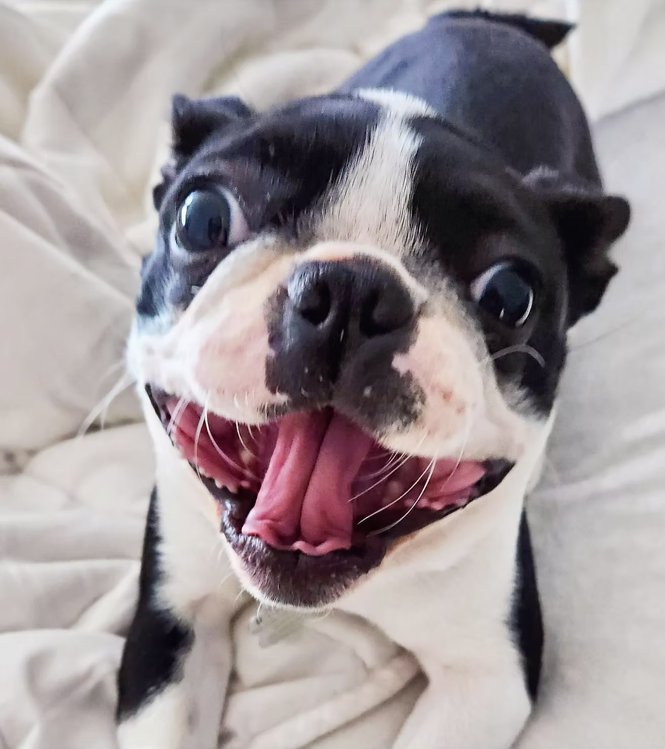 Lucy the Puppy