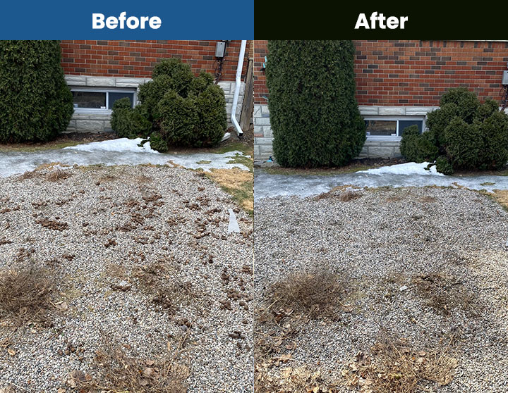 Ottawa ScoopDog.ca Before After