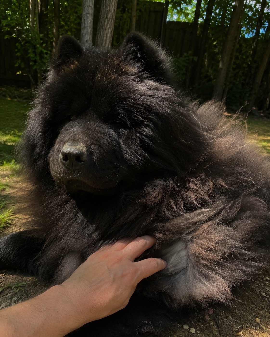 A hand pushing through the thick black double coat of Maddoxx, a Chow Chow, to reach the cool undercoat