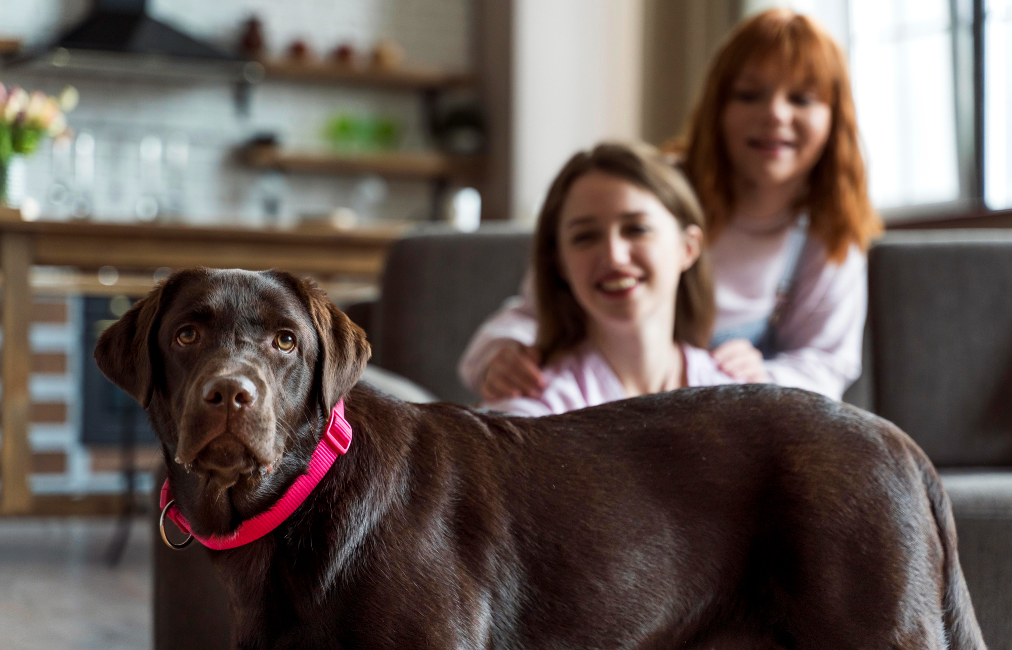 Ottawa dog owner practicing calm structure with trainer during home visit