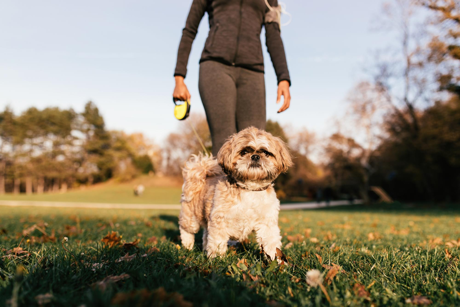 Puppy in park