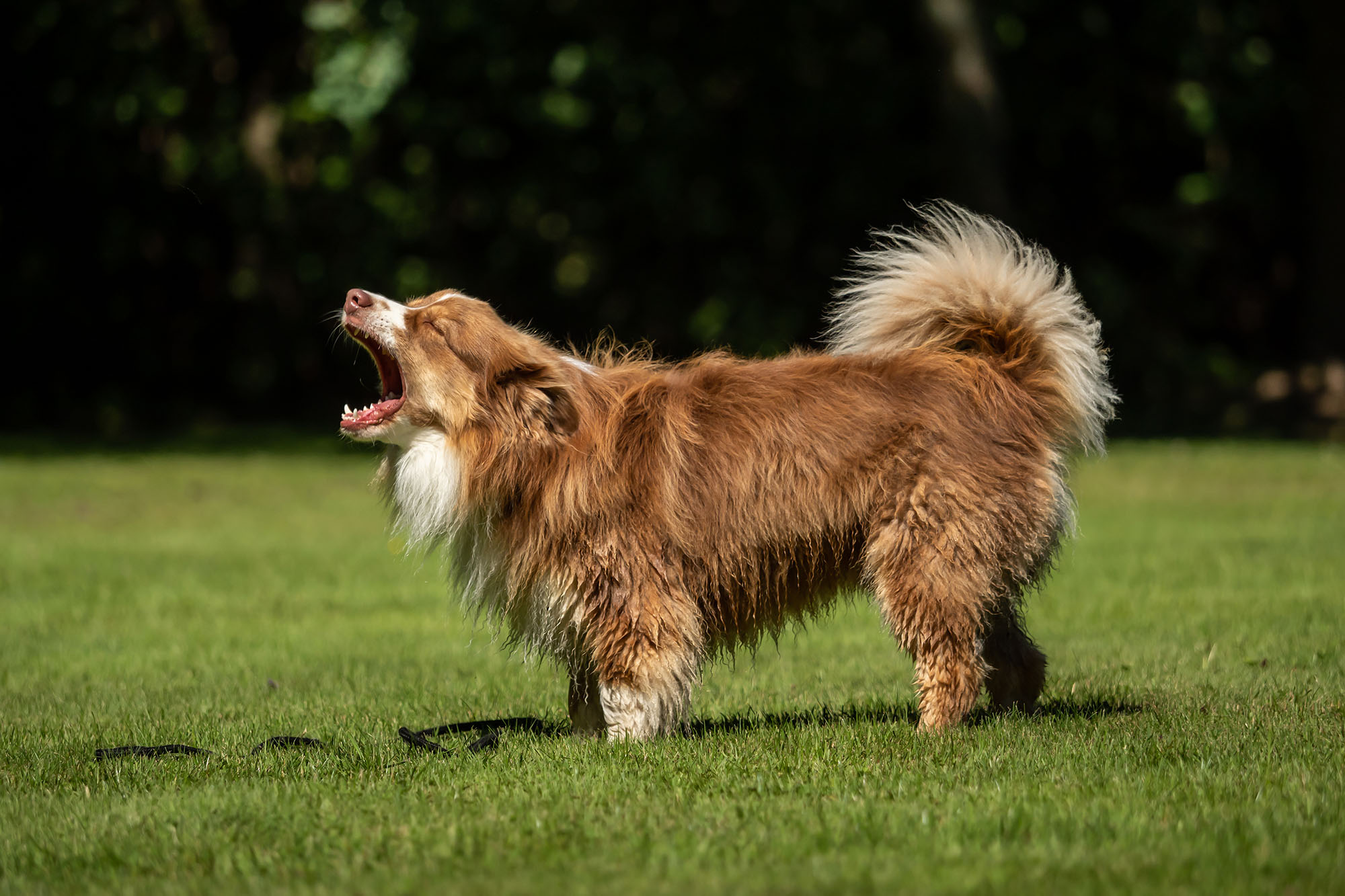 Dog barking in Ottawa park during outdoor walk, alert and reactive to sounds