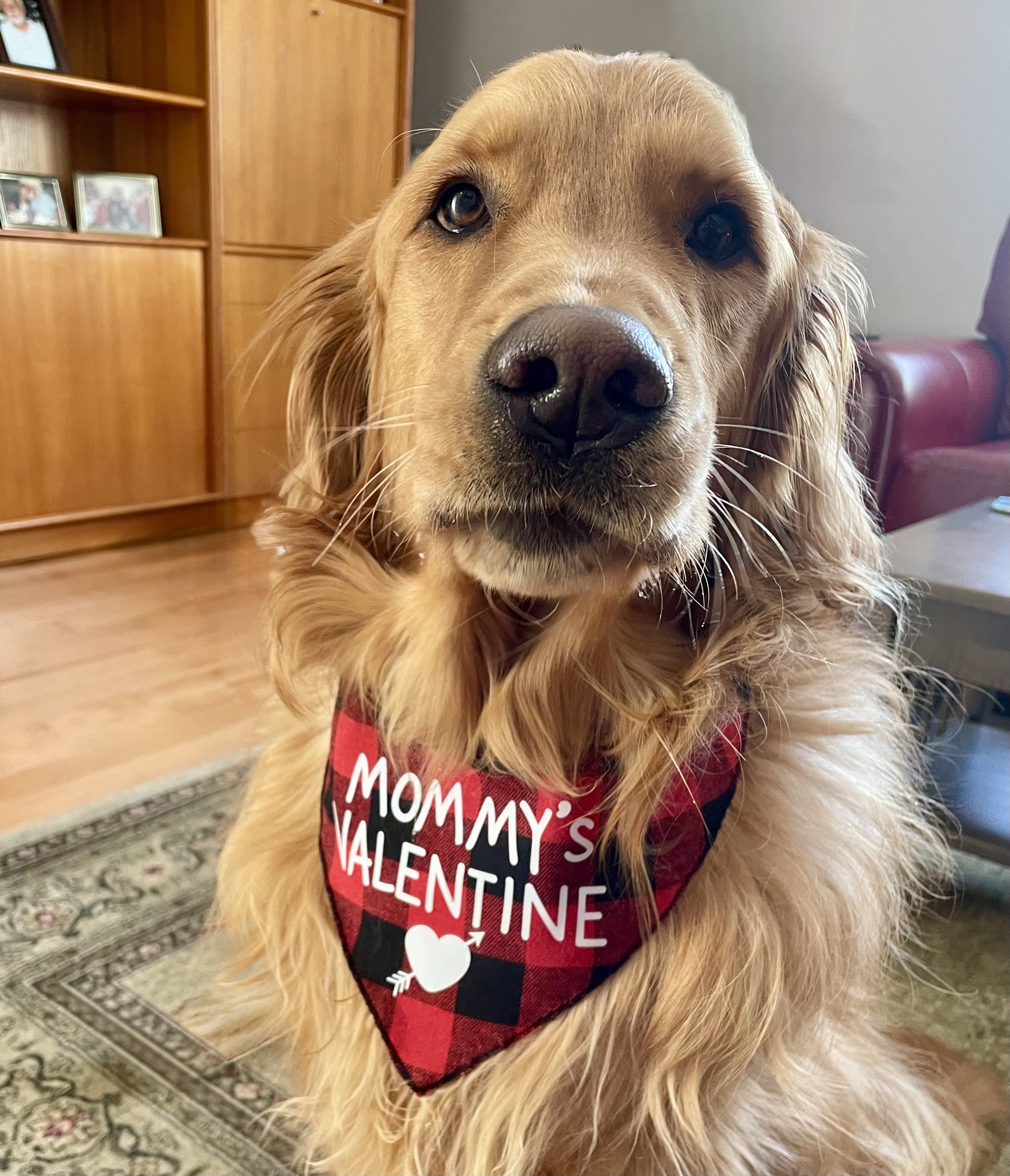 Hunter Golden Retriever puppy