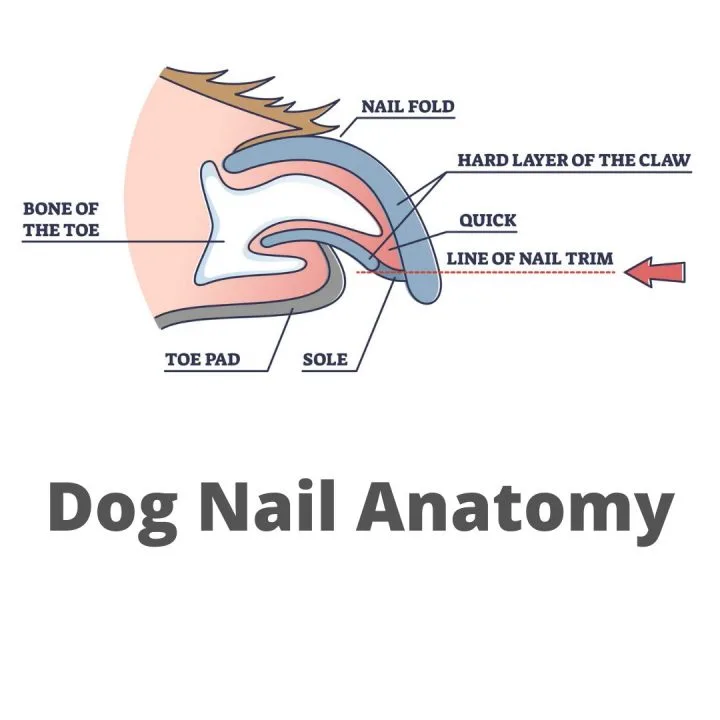Dog nail anatomy showing the quick