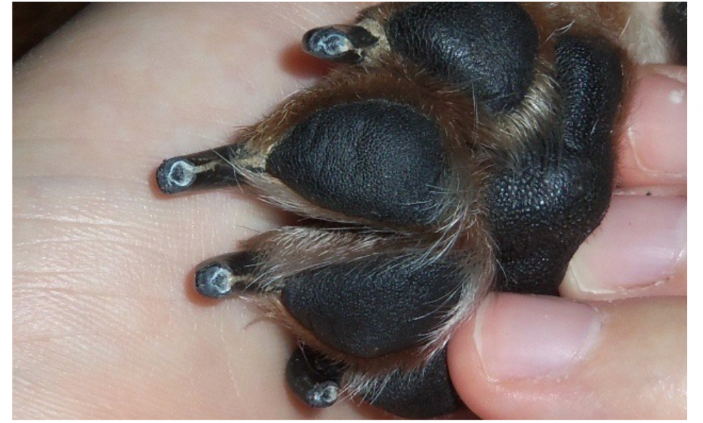 Black dog nail showing the stop point black dot