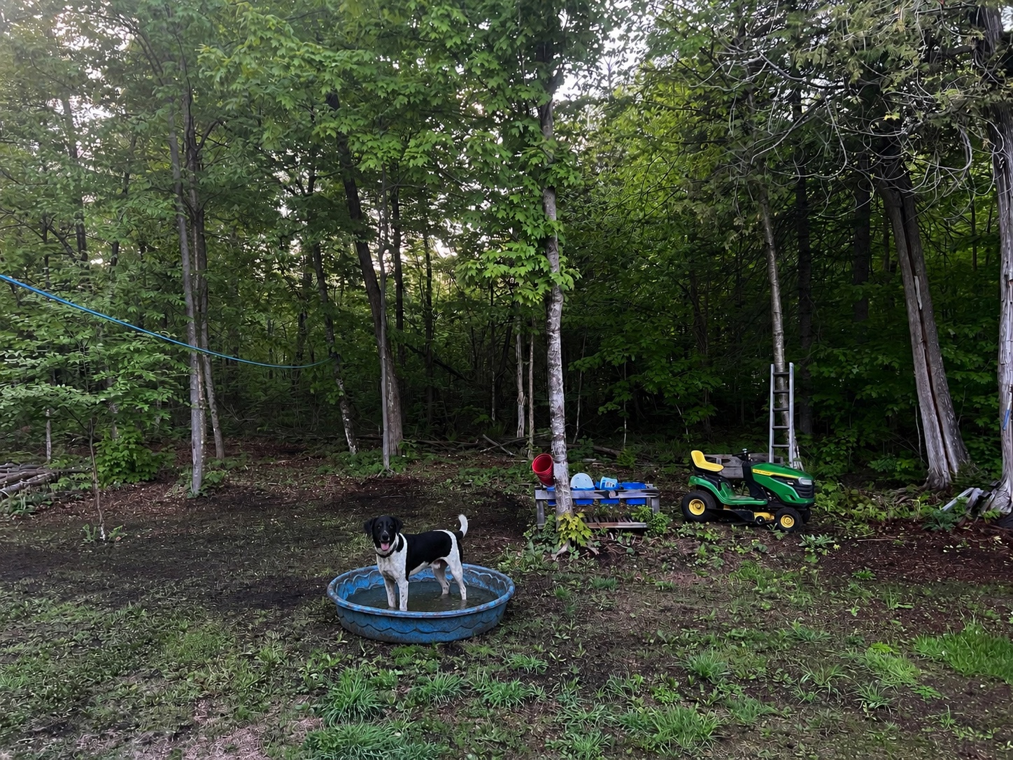 Mimi standing in a blue plastic kiddie pool in a shady backyard