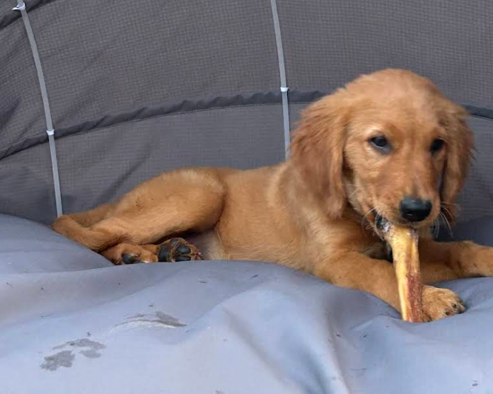 Monsieur Golden Retriever puppy