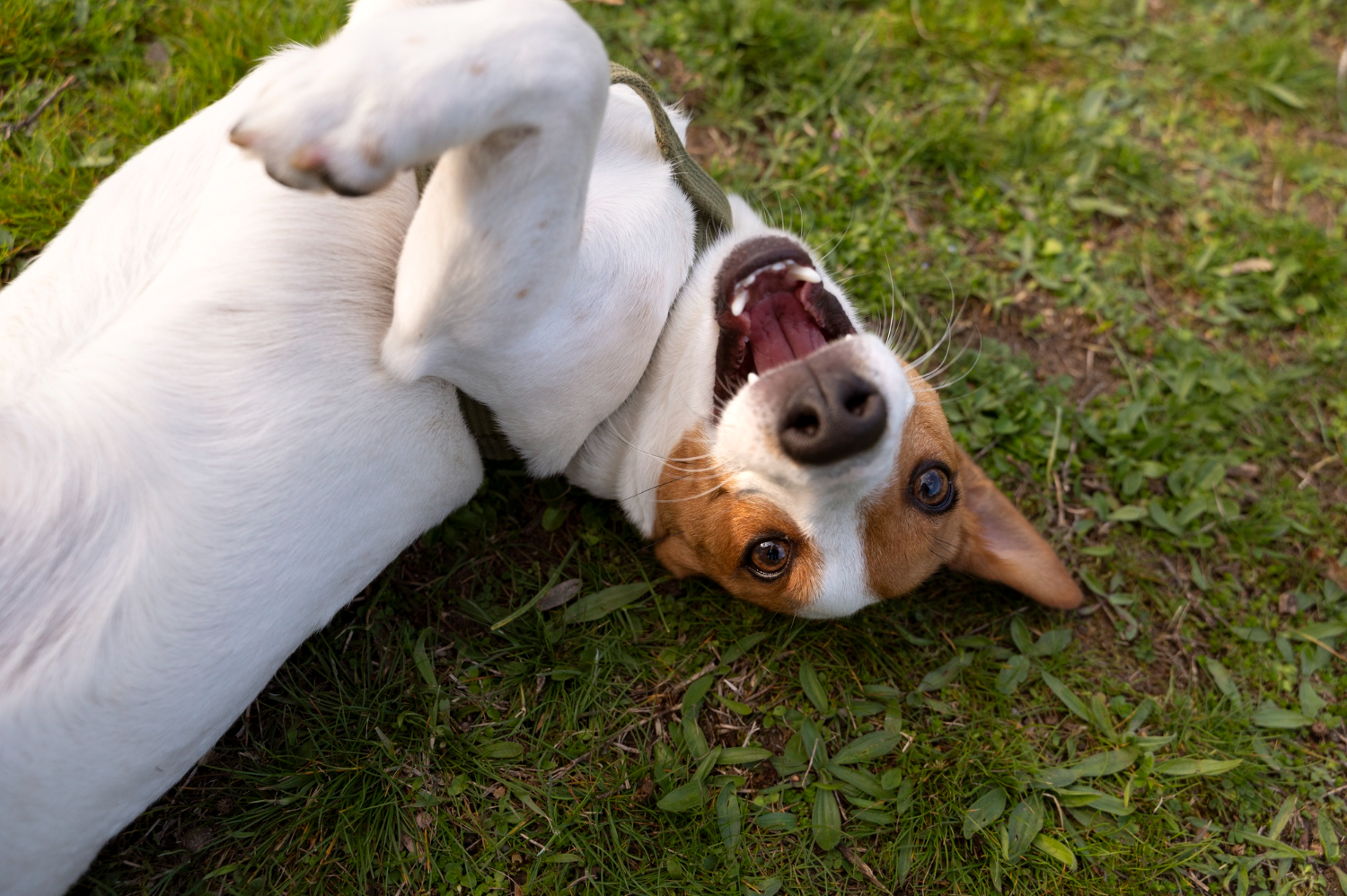 Happy puppy playing in grassy Ottawa park during outdoor training time