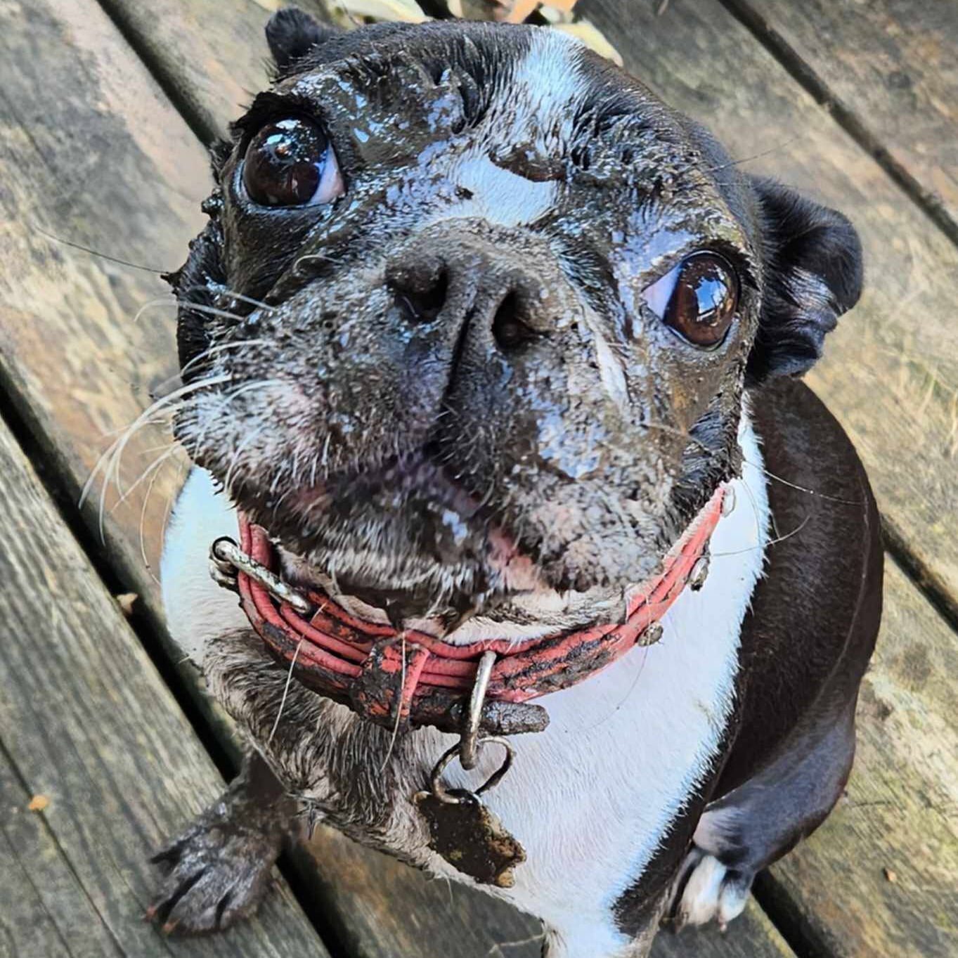 Dirty Lucy Puppy
