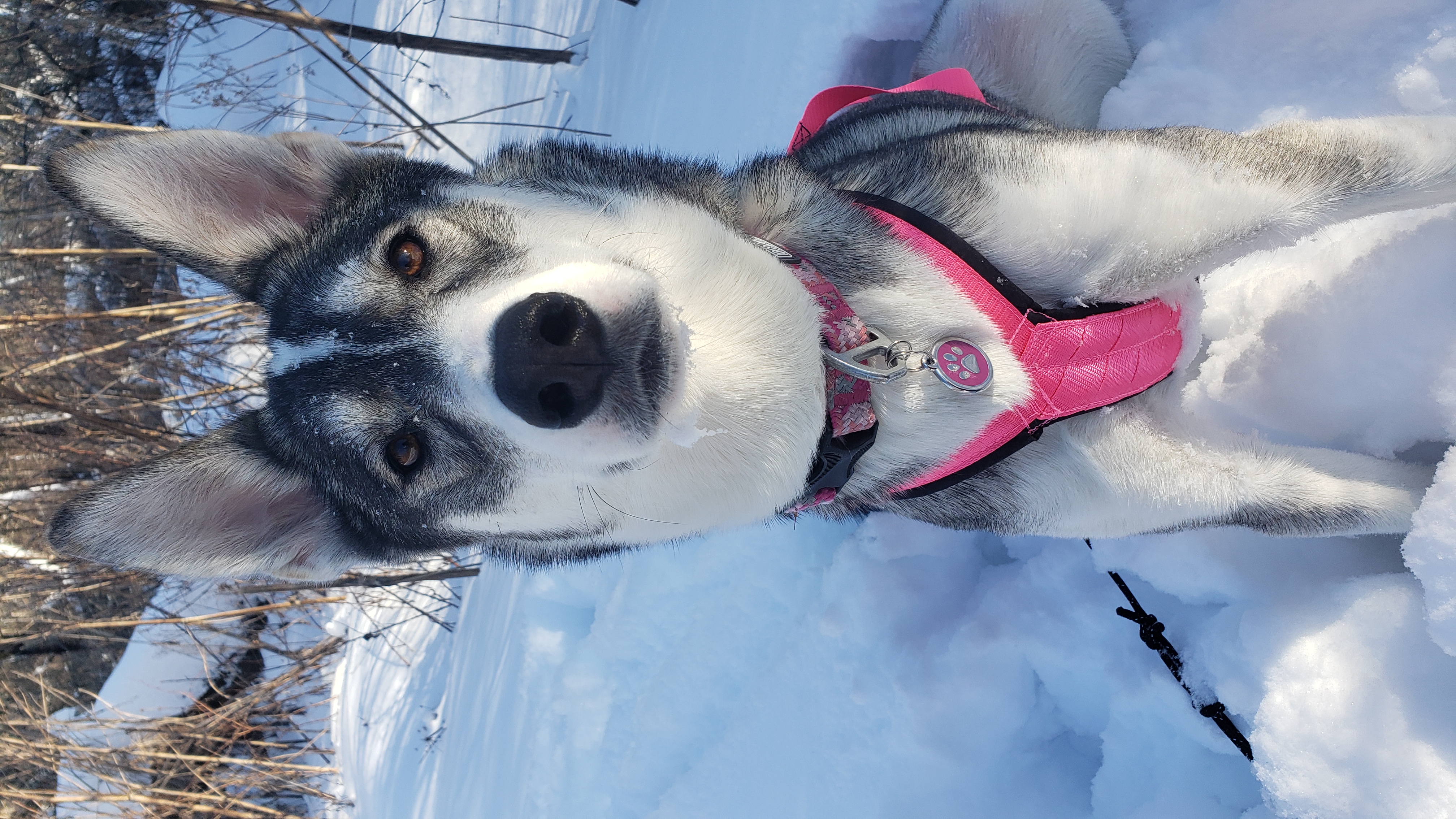 Tula Husky puppy