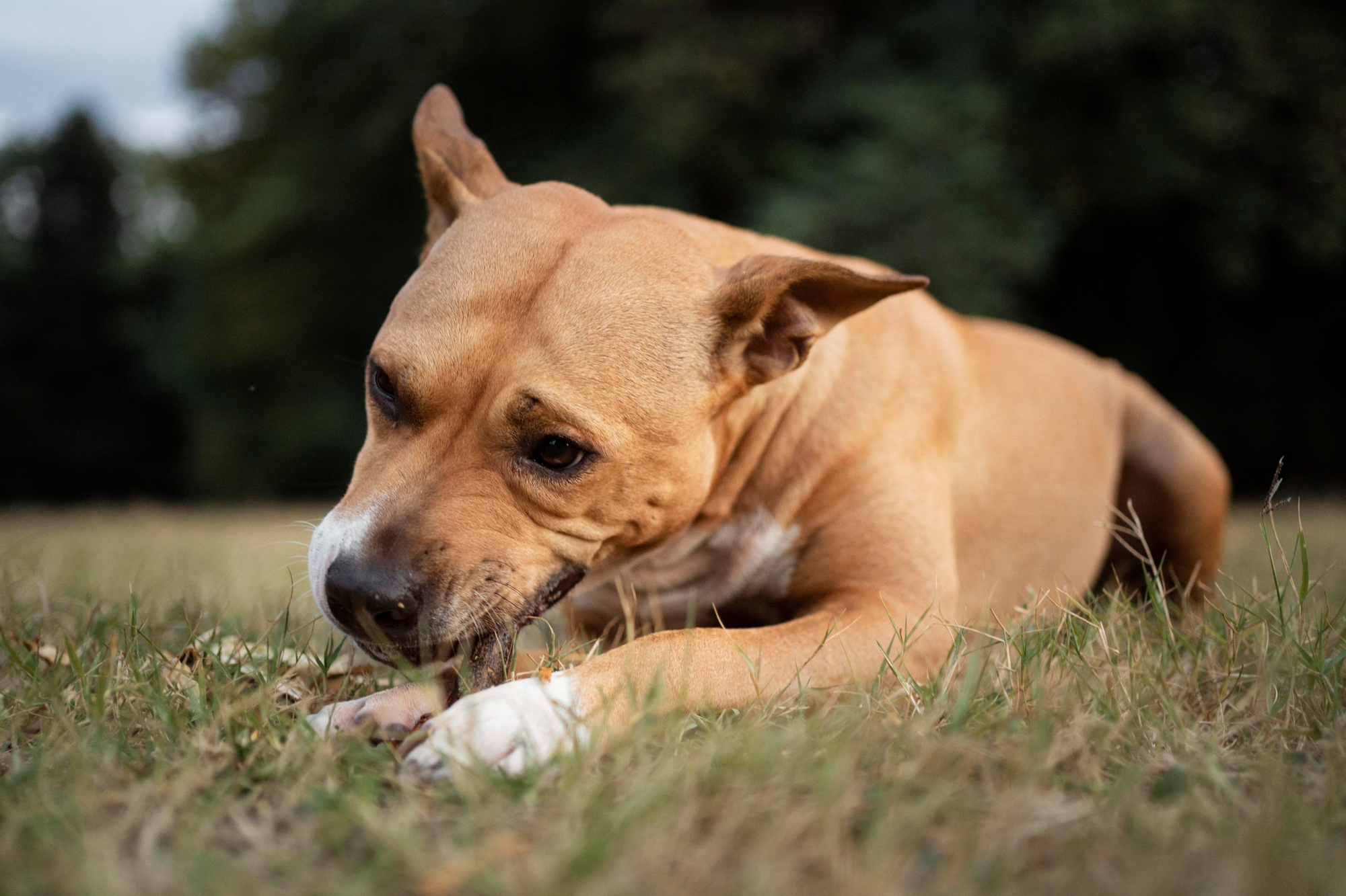 Trainer guiding family through thoughtful dog behaviour support in Ottawa
