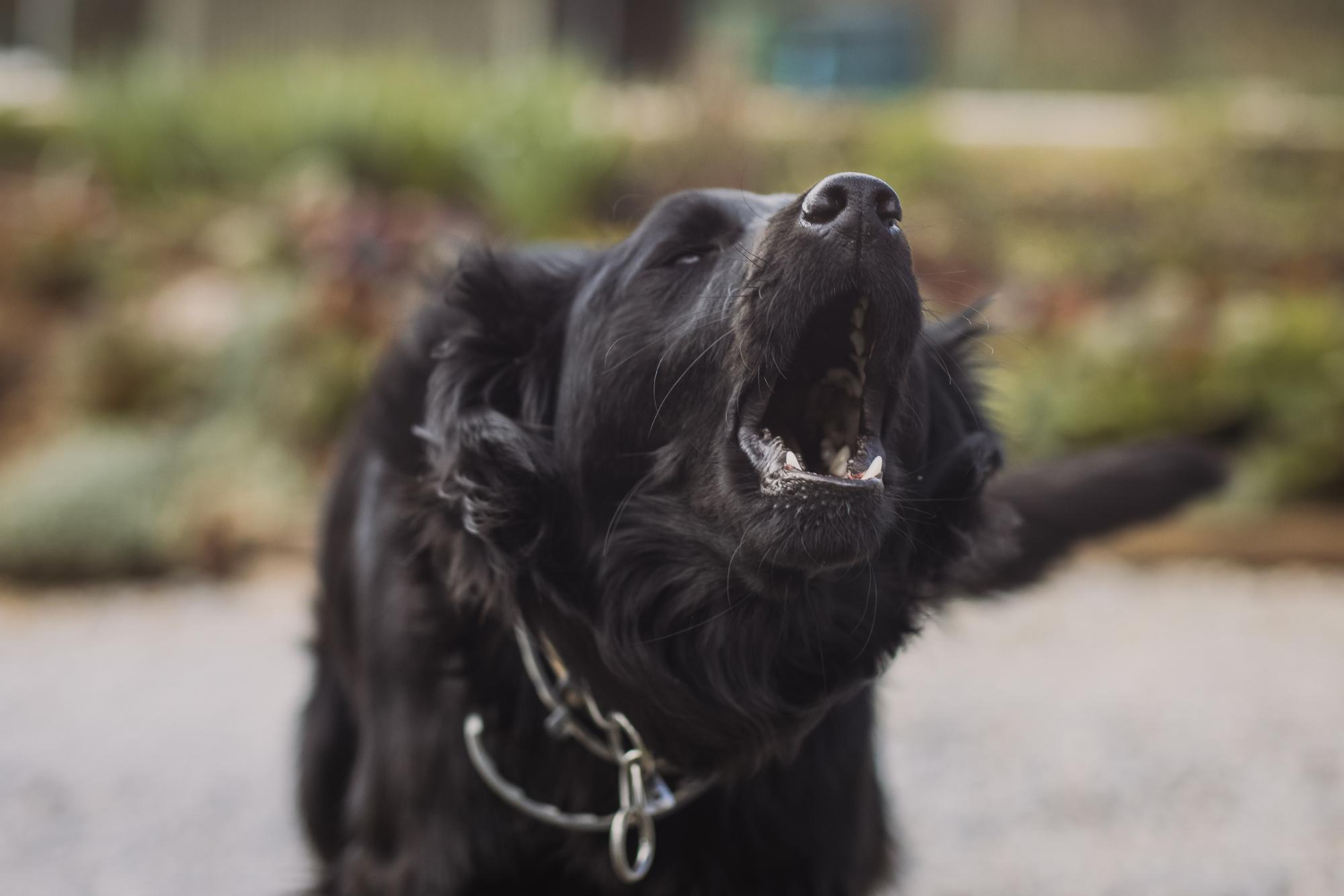 dog behaviour problems professional help Ottawa